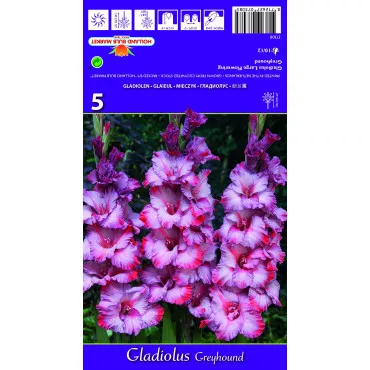 Gladiola (Mieczyk) Greyhound