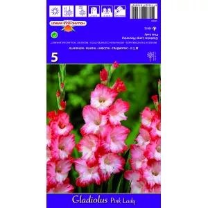 Gladiola (Mieczyk) Pink Lady