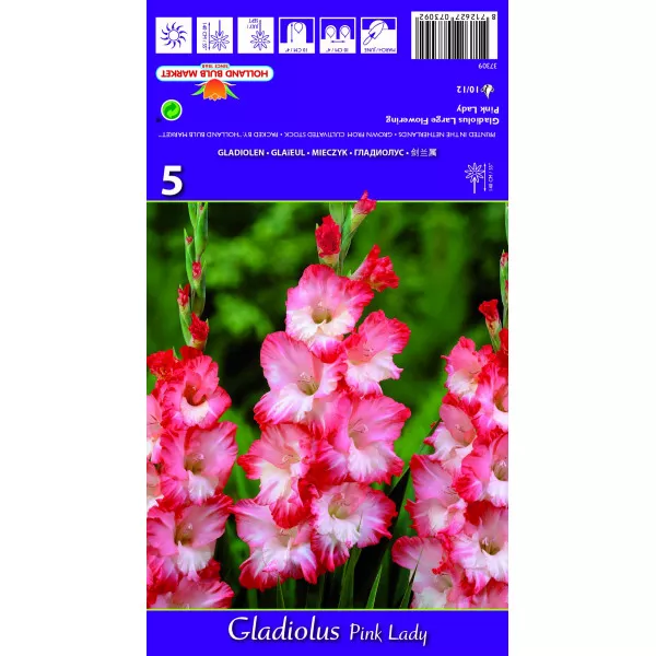 Gladiola (Mieczyk) Pink Lady