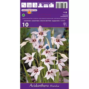 Gladiola (Mieczyk) Murielae