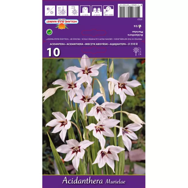 Gladiola (Mieczyk) Murielae