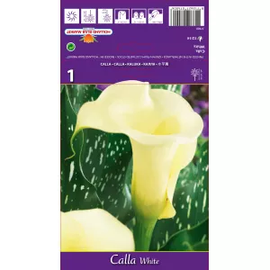 Calla, biała