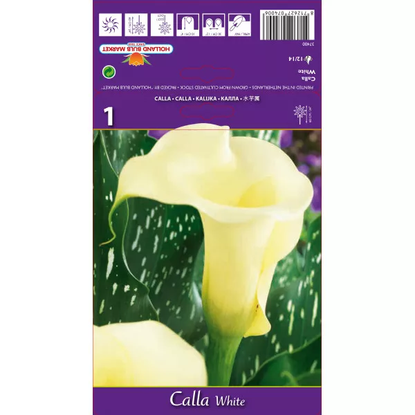 Calla, biała Calla, biała