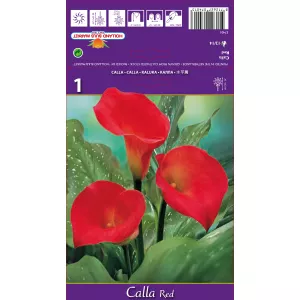Calla, czerwona