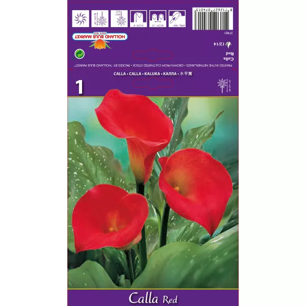 Calla, czerwona