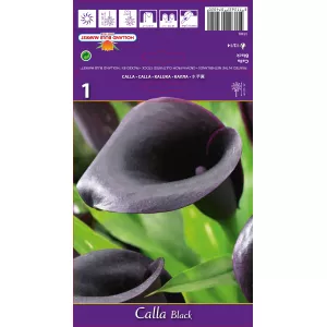 Calla, czarna