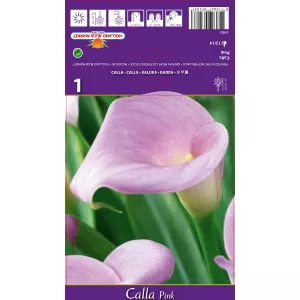 Calla, różowa