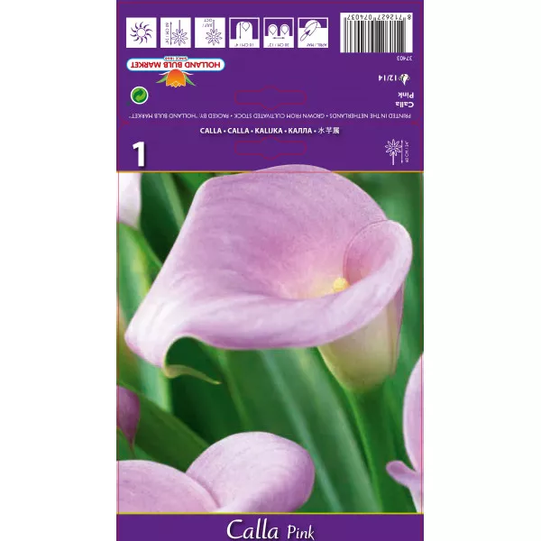 Calla, różowa Calla, różowa