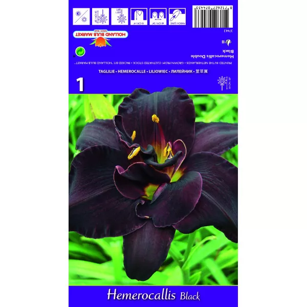 Liliowiec Double Black
