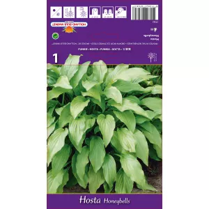 Hosta (Funkia) Honeybells