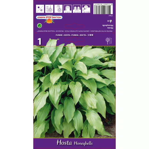 Hosta (Funkia) Honeybells