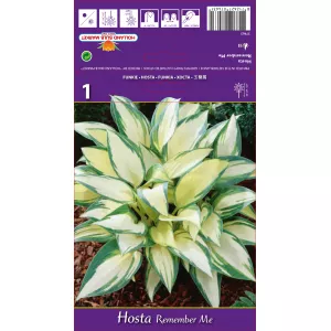 Hosta (Funkia) Remember Me