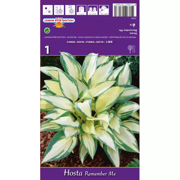 Hosta (Funkia) Remember Me