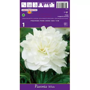 Piwonia Alba