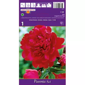Piwonia Red 