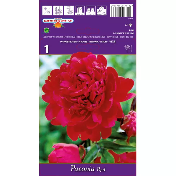 Piwonia Red 