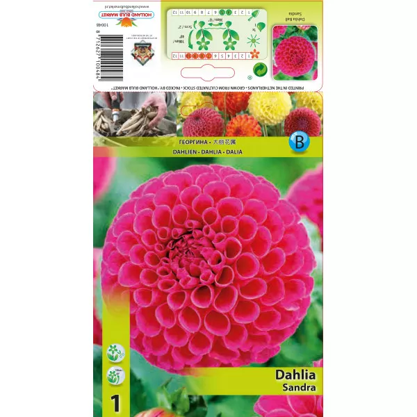 Dalia Sandra Dalia Sandra