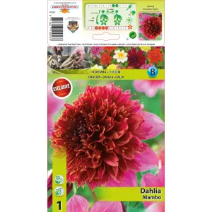 Dalia anemonowa Mambo