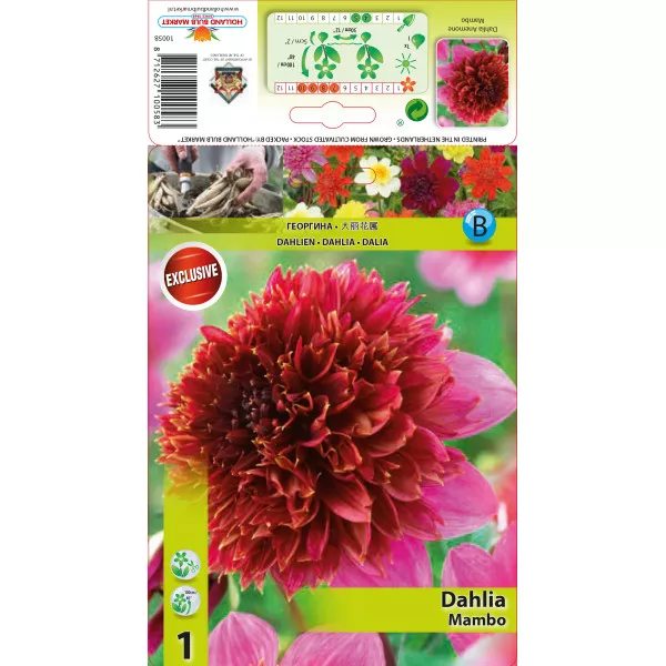 Dalia anemonowa Mambo Dalia anemonowa Mambo