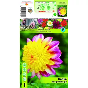 Dalia anemonowa Boogie Woogie