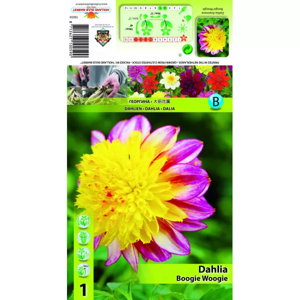 Dalia anemonowa Boogie Woogie Dalia anemonowa Boogie Woogie