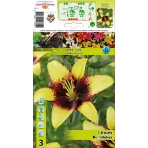 Azjatycka lilia Bumblebee