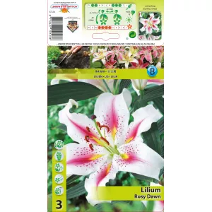 Lilia orientalna Rosy Dawn