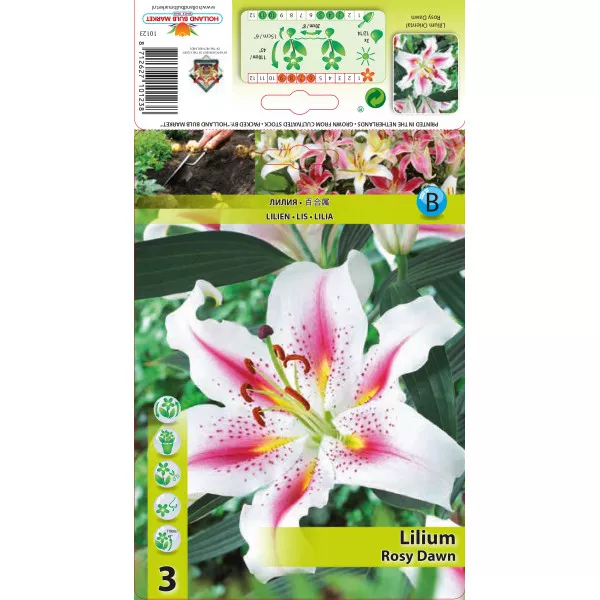 Lilia orientalna Rosy Dawn Lilia orientalna Rosy Dawn