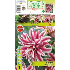 Lilia orientalna Magic Star