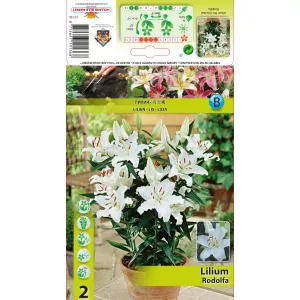 Lilia orientalna Rodolfa
