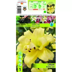 Lilia trąbkowa orientalna (OT) Exotic Sun