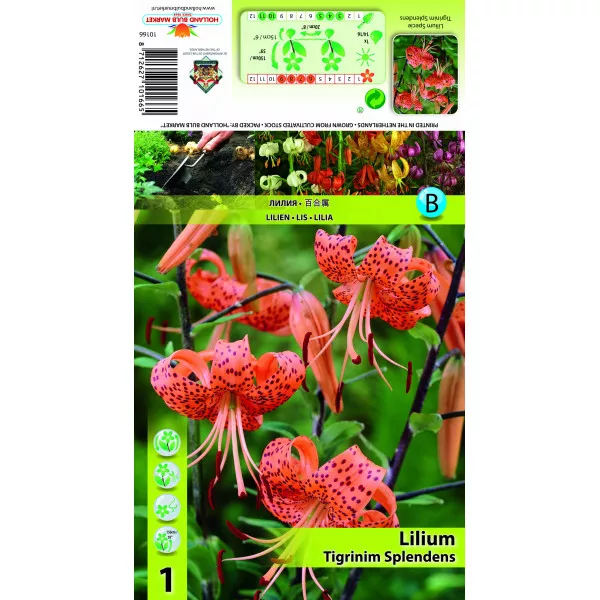 Lilia Tigrinum Splendens Lilia Tigrinum Splendens