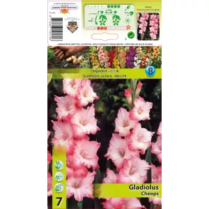 Gladiola (Mieczyk) Cheopsa