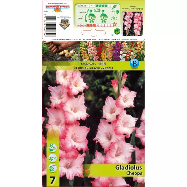 Gladiola (Mieczyk) Cheopsa