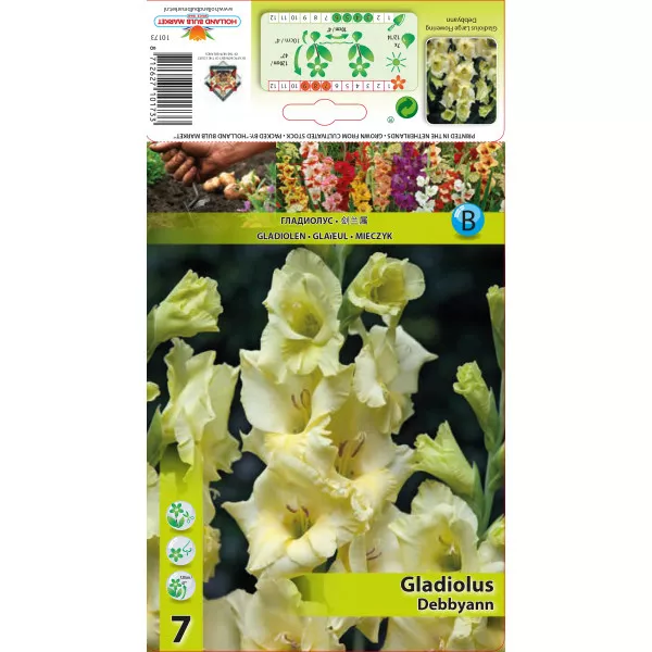 Gladiola (Mieczyk) Debbyann