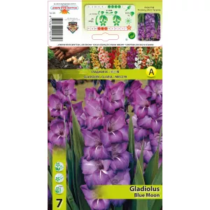 Gladiola (Mieczyk) Blue Moon