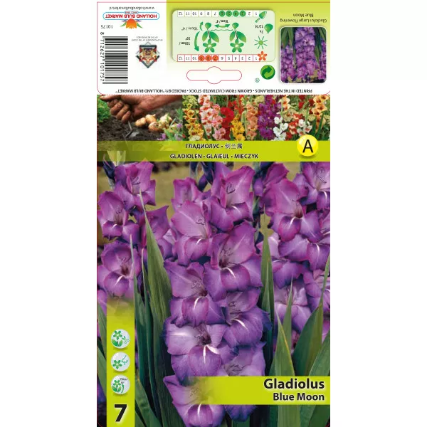 Gladiola (Mieczyk) Blue Moon