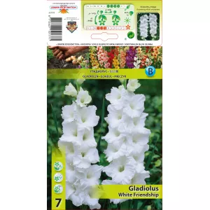 Gladiola (Mieczyk) White Friendship