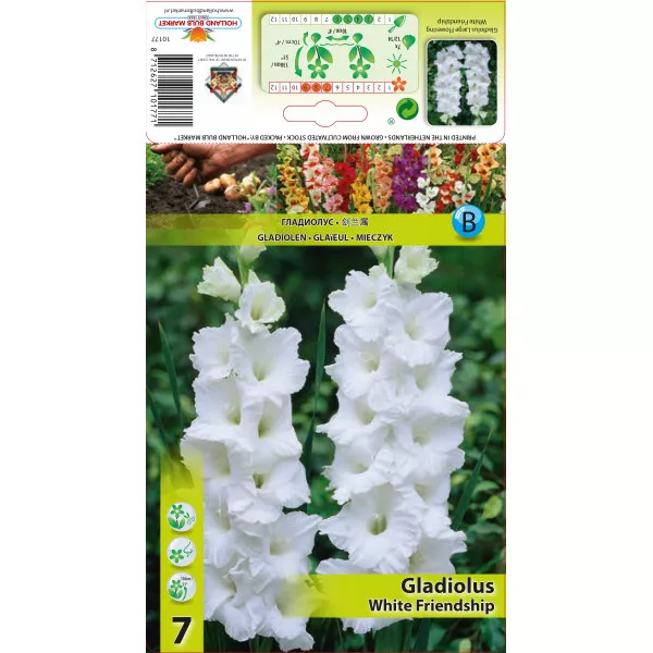 Gladiola (Mieczyk) White Friendship