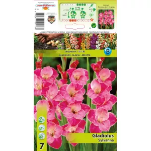 Gladiola (Mieczyk) Sylvana