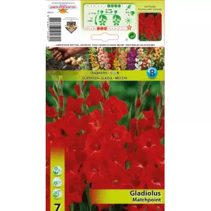Gladiola (Mieczyk) Matchpoint