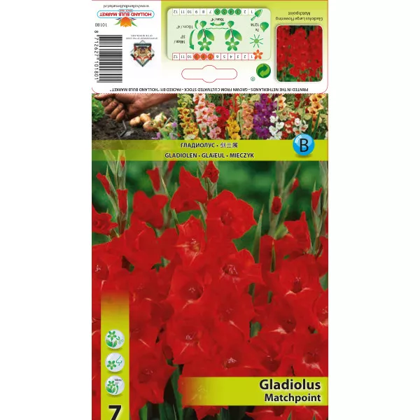 Gladiola (Mieczyk) Matchpoint