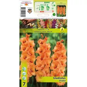 Gladiola (Mieczyk) Ovatie