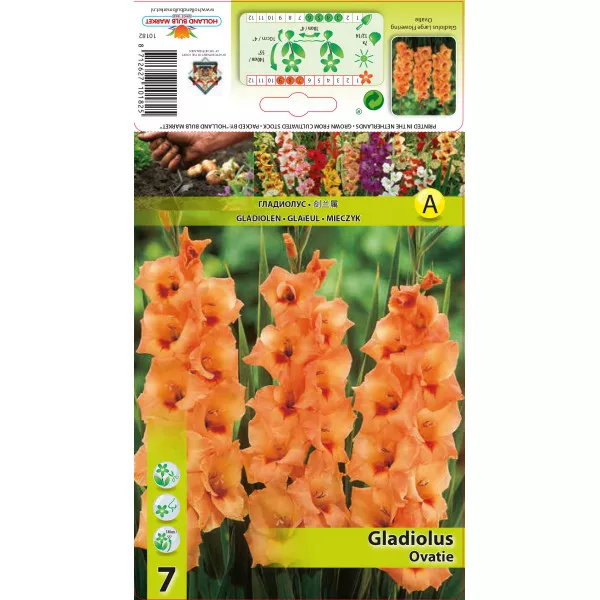 Gladiola (Mieczyk) Ovatie