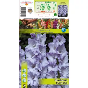 Gladiola (Mieczyk) Sweet Blue