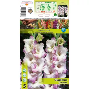 Gladiola (Mieczyk) Tampere