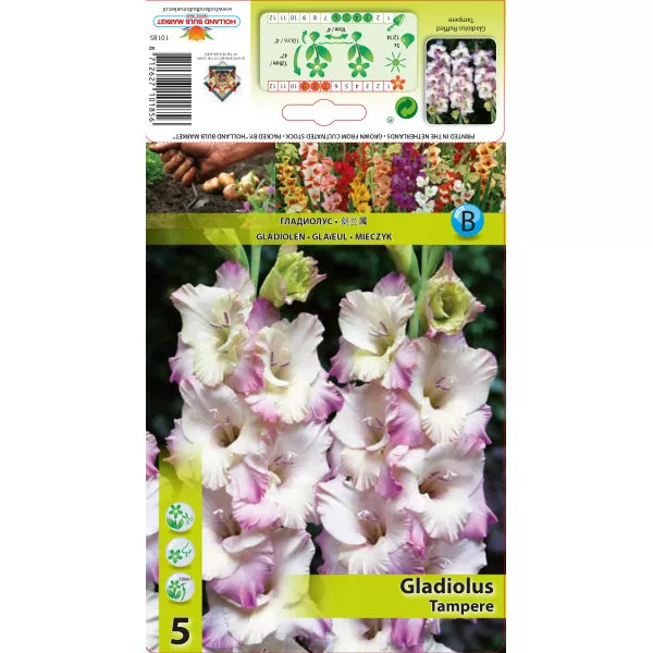 Gladiola (Mieczyk) Tampere
