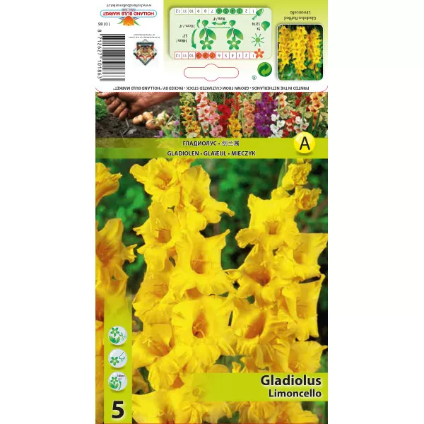 Gladiola (Mieczyk) Limoncello