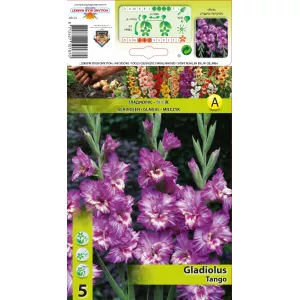 Gladiola (Mieczyk) Tango