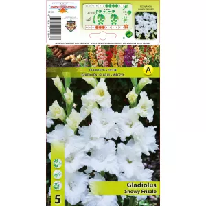 Gladiola (Mieczyk) Snowy Frizzle